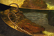extrem giftig: die Seeschlangen  Laticauda colubrina im Paludarium (Foto: Martin Schmitz)